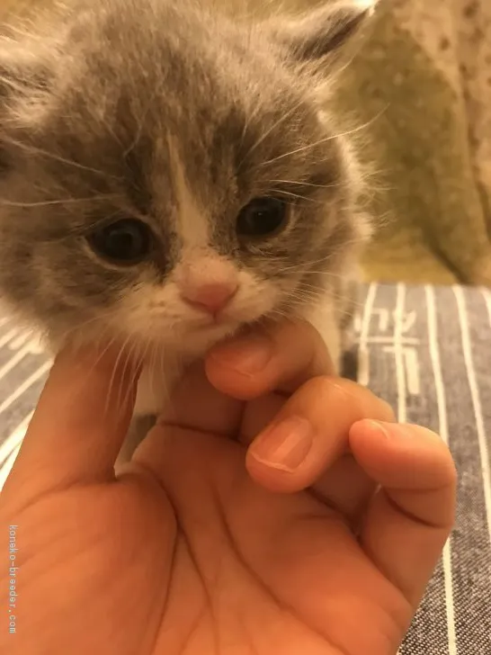 ID:2103-00462の子猫