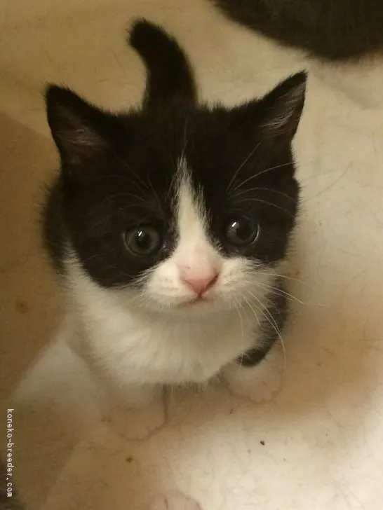 ID:1712-00396の子猫