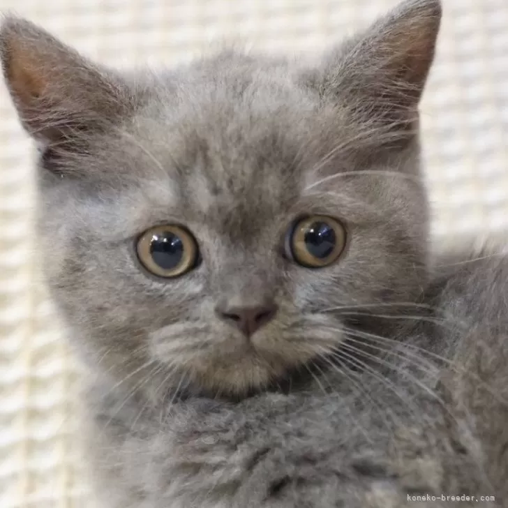 ID:2410-01598の子猫