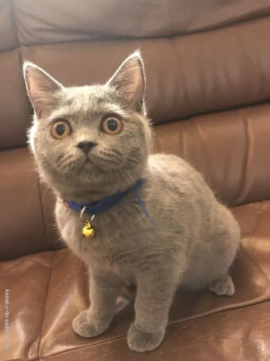 ID:1905-01104の子猫