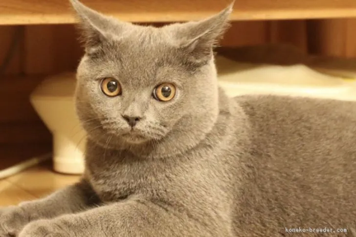 ID:1810-00784の子猫