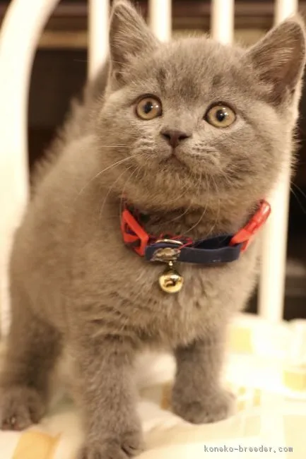 ID：1903-00128の子猫