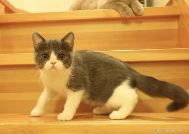 ID：1905-00999の子猫