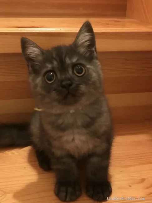 ID：1905-01111の子猫
