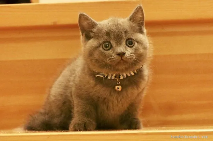 ID:1902-00866の子猫