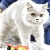 ブリティッシュロングヘア【愛知県・男の子・2025年4月15日・ライラック(ロングヘア)】の写真3「ブリティッシュSH＆LHは脂が出るので、定期的にシャンプーした方がお手入れが楽ちんです！」