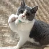 ブリティッシュショートヘア【愛知県・男の子・2025年7月11日・ブルーアンドホワイト】の写真2「お兄ちゃん顔になってきました」