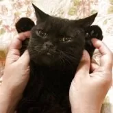 ブリティッシュショートヘア【愛知県・男の子・2025年3月31日・ブラック(ショートヘア)】の写真4「今日はされるがまま…」