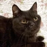 ブリティッシュショートヘア【愛知県・男の子・2025年3月31日・ブラック(ショートヘア)】の写真3「アイカラーが美しい」