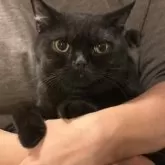 ブリティッシュショートヘア【愛知県・男の子・2025年3月31日・ブラック(ショートヘア)】の写真5「抱っこは…我慢😅褒めてね！」