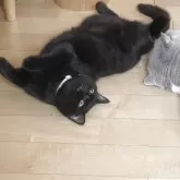 ブリティッシュショートヘア【愛知県・男の子・2025年3月31日・ブラック(ショートヘア)】の写真2「ゴロゴロTime」