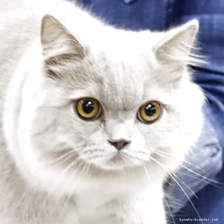 ブリティッシュロングヘア【愛知県・男の子・2025年4月15日・ライラック(ロングヘア)】の写真1「美しいライラックのロングヘア」