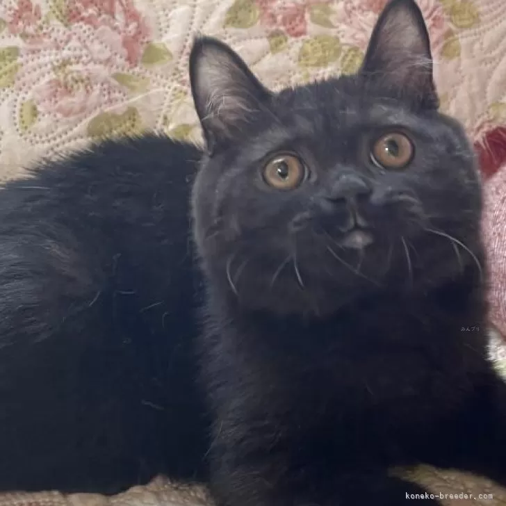 ブリティッシュショートヘア【愛知県・男の子・2025年6月10日・ブラック】の写真1「目の色が出てきました^_^ひじき君」