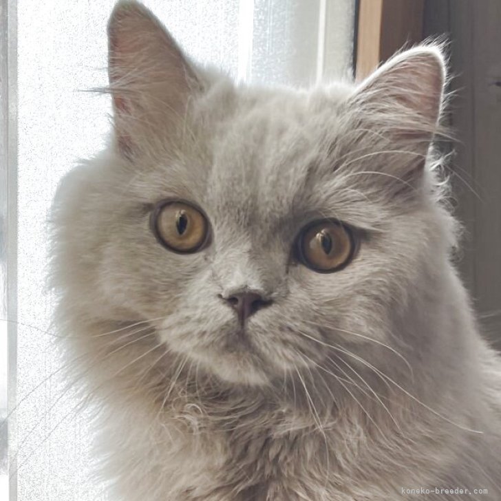 ブリーダー画像