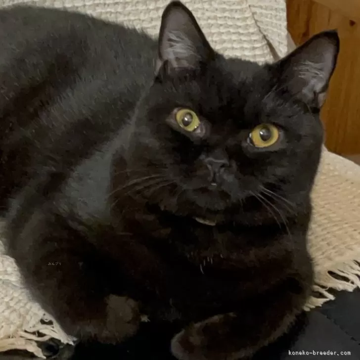 ブリティッシュショートヘア【愛知県・男の子・2025年3月31日・ブラック(ショートヘア)】の写真1「美猫のカルーア君　外の眺めやテレビを見るのが好き」