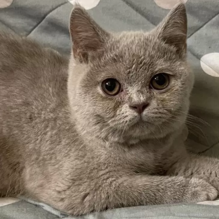 ブリティッシュショートヘア【愛知県・女の子・2025年6月18日・ライラック】の写真1「体格が良くなってきました♪」