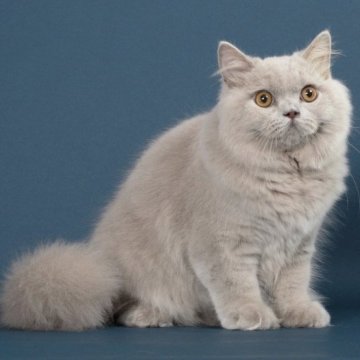 ブリティッシュロングヘア【愛知県・男の子・2025年4月15日・ライラック(ロングヘア)】の写真「手入れがしやすいミディアムコート。去勢済み」