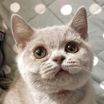 ブリティッシュショートヘア【愛知県・女の子・2025年6月18日・ライラック】の写真「性格が良い子です　避妊後引き渡し」