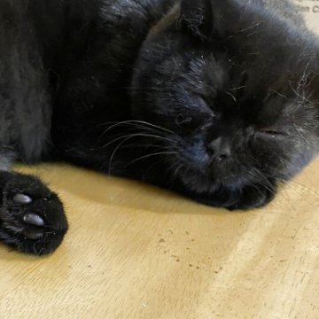 ブリティッシュショートヘア【愛知県・男の子・2025年4月12日・ブラック(スモーク)】の写真「人気の黒猫♡甘えん坊さん　去勢後の引き渡し」