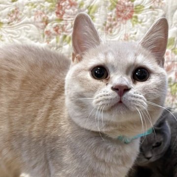 ブリティッシュショートヘア【愛知県・男の子・2025年6月27日・明るいクリーム(スポッテッドタビー)】の写真「穏やかな性格の子🧶去勢済み」