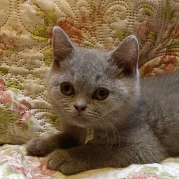 ブリティッシュショートヘア【愛知県・女の子・2025年10月26日・ライラック】の写真「甘えん坊さんのことりちゃん🐣小柄さん。」