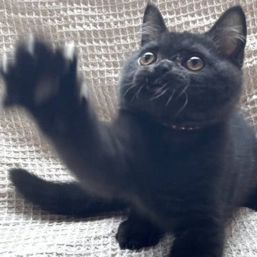 ブリティッシュショートヘア【愛知県・男の子・2025年6月10日・ブラック】の写真「黒猫好きさん　集まれー！」