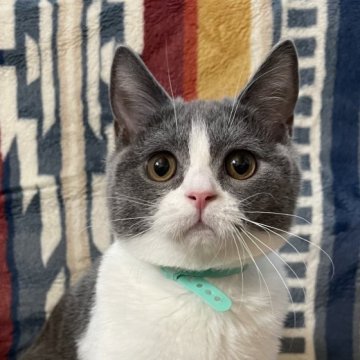 ブリティッシュショートヘア【愛知県・男の子・2025年7月11日・ブルーアンドホワイト】の写真「性格が良い子『いづる君』です🐈‍⬛去勢済み」