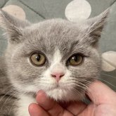 ブリティッシュショートヘア
