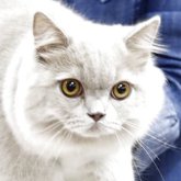 ブリティッシュロングヘア