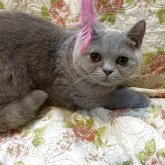 ブリティッシュショートヘア