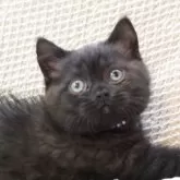 ブリティッシュショートヘア
