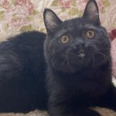 ブリティッシュショートヘア