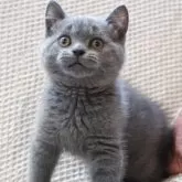 ブリティッシュショートヘア