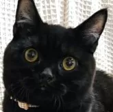 ブリティッシュショートヘア
