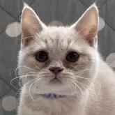 ブリティッシュショートヘア
