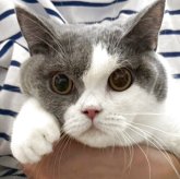 ブリティッシュショートヘア