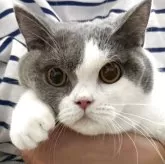 ブリティッシュショートヘア