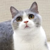 ブリティッシュショートヘア