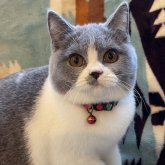 ブリティッシュショートヘア