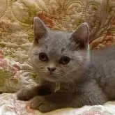 ブリティッシュショートヘア