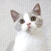 ブリティッシュショートヘア