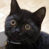 ブリティッシュショートヘア