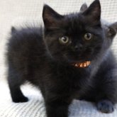 ブリティッシュショートヘア