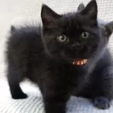 ブリティッシュショートヘア