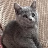 ブリティッシュショートヘア