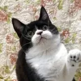 ブリティッシュショートヘア【愛知県・男の子・2025年7月17日・ブラックアンドホワイト】の写真1「珍しいブラックアンドホワイトのオレオ君🍪ぷくぷくのマズルが可愛い💕」