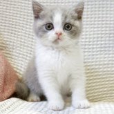 ブリティッシュショートヘア