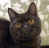 ブリティッシュショートヘア