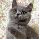 ブリティッシュショートヘア