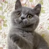 ブリティッシュショートヘア